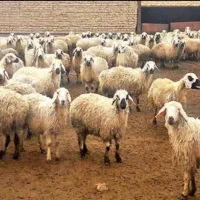 پرواربندی