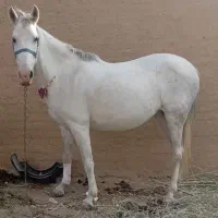 ماده گله ای درشت آبستن ۱۰ ماهه از الاغ