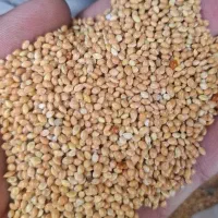 ارزن قره ماش بذرکتان تخم جارو کاوشه سنگ ماش ریز