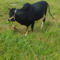 کل ۲ساله