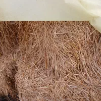 سرچینا خشک طلایی