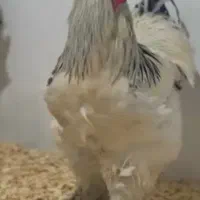 خروس برهما لایت جوان جوان