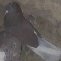 کفتر|پرنده|معصومیه, |دیوار