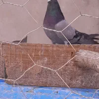 نرزیردم شمکی پر پر