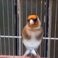 سهره درج یک