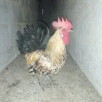 یک مرغ و خروس به فروش میرسد