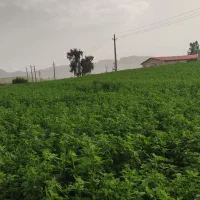 یونجه ی خالص