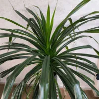 گلدان پاندانوس