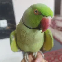 طوطی ملنگو فول دستی