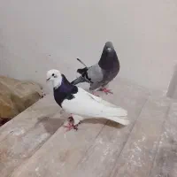 ۱عدد طوقی نر و ۱عدد پر بدر بخور دونی ۳۵۰