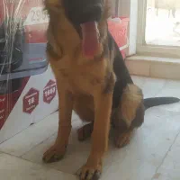 سگ ژرمن