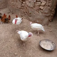 بوقلمون گوشتی