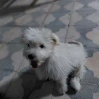 سگ بوجی