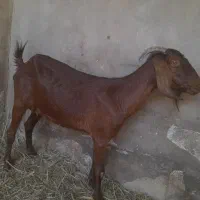 سه بز در شادکان