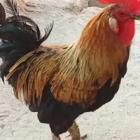 خروس|حیوانات مزرعه|شوشتر, |دیوار
