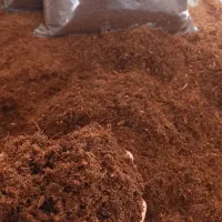خاک  بستر خزندگان