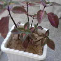 4 عدد گل|گل و گیاه طبیعی|چوار, |دیوار