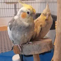 واگذاری عروس هلندی