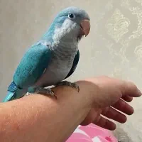 طوطی راهب نر شاه طوطی ملنگو