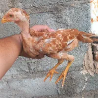 ۹ تا جوجه لاری خاص دونگ بالا