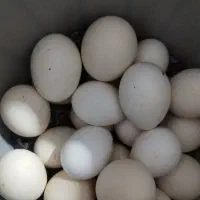 تخم مرغ محلی