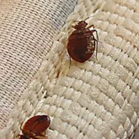 سمپاشی تخصصی حشرات با ضمانت شرکتی
