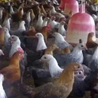 مرغ ۴ ماه و۳ماه گلپایگانی