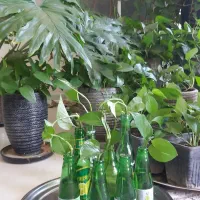 گل ،گلدون پتوس آپارتمانی خوشگل مفت حراج