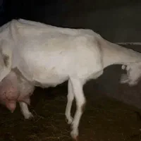 سانن خالص مولد فرانسوی