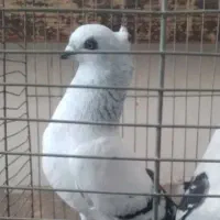 فروشی شامی ماده