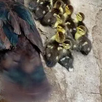جوجه اردک اسراییلی