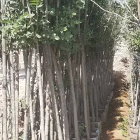 انواع سایز نهال درخت زبان گنجشک بسیار مقاوم