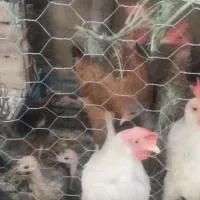 مرغ لری دونه ای 900 تخم گذار