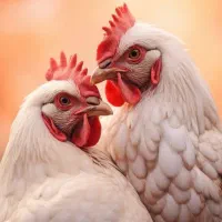 مرغ و خروس مشکی یکدست قربانی