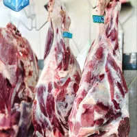 عرضه کننده گوشت گوشفندی شتر کره بره
