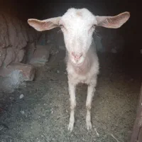 بز و کره نر یک ماه شیرم ست بهمراه یه گیسه
