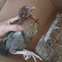 جوجه مرغ خروس