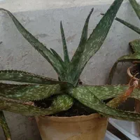 گل آلوورا و گل گاستریا
