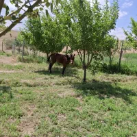 اسب|اسب و تجهیزات اسبسواری|انگوران, |دیوار