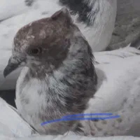 کبوتر