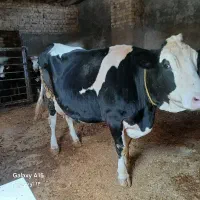 یک راس گاو پر شیر شکم اول