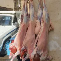گوسفند زنده و بره همراه با قصاب سلاخ ذبح دام سیار