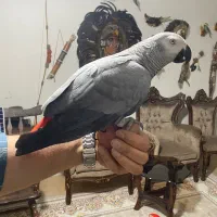 طوطی کاسکو دم قرمز سوپر جامبو غول