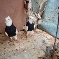 طوقی|پرنده|شیراز, شهرک صنعتی شیراز|دیوار