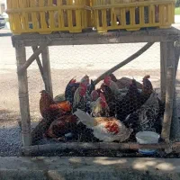 مرغ وخروس