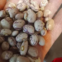 لوبیای تازه