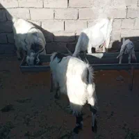 بز و بزغاله پاکستانی گلابی
