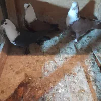 ۳ عدد نر کل سفید