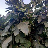 باغچه|خدمات باغبانی و درختکاری|قنوات, |دیوار