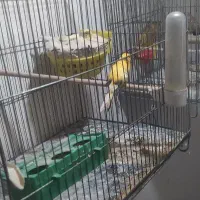 جفت قناری|پرنده|ملایر, |دیوار